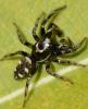 Salticus scenicus